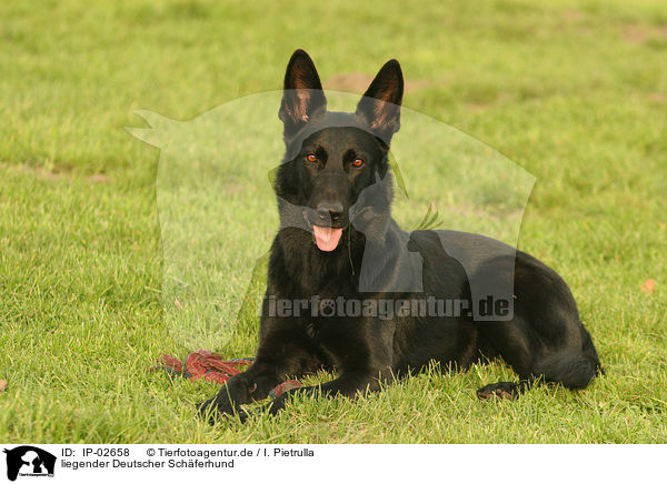 liegender Deutscher Schferhund / lying German Shepherd / IP-02658