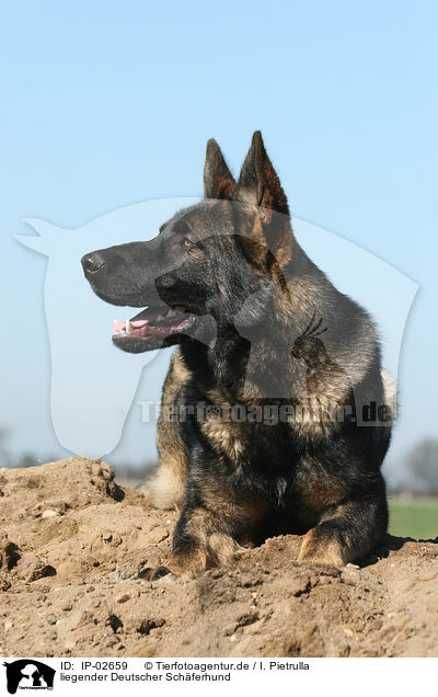 liegender Deutscher Schferhund / lying German Shepherd / IP-02659