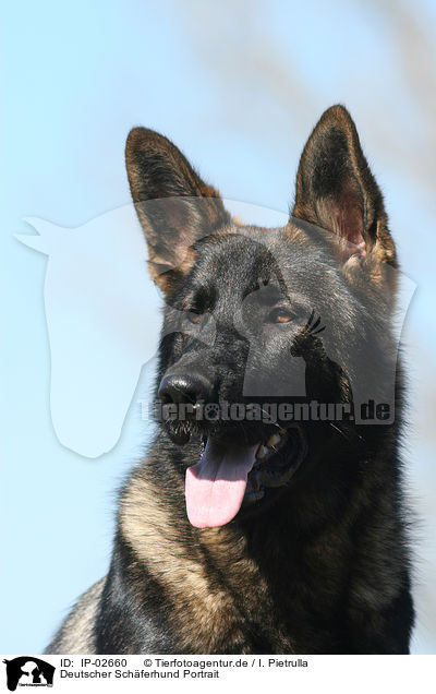 Deutscher Schferhund Portrait / German Shepherd Portrait / IP-02660