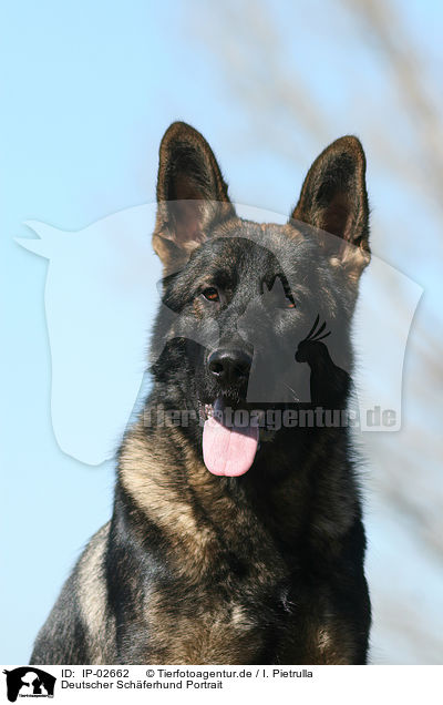 Deutscher Schferhund Portrait / German Shepherd Portrait / IP-02662