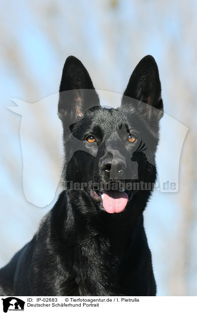 Deutscher Schferhund Portrait / German Shepherd Portrait / IP-02683