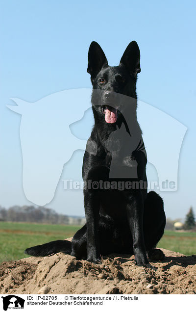 sitzender Deutscher Schferhund / sitting German Shepherd / IP-02705
