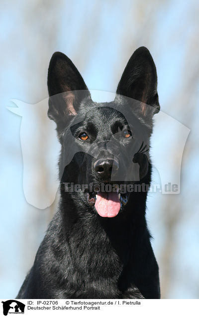 Deutscher Schferhund Portrait / IP-02706