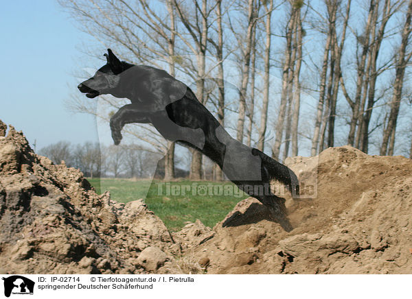 springender Deutscher Schferhund / jumping German Shepherd / IP-02714