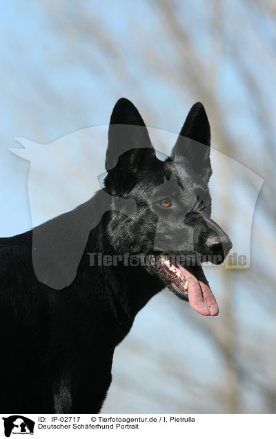 Deutscher Schferhund Portrait / German Shepherd Portrait / IP-02717