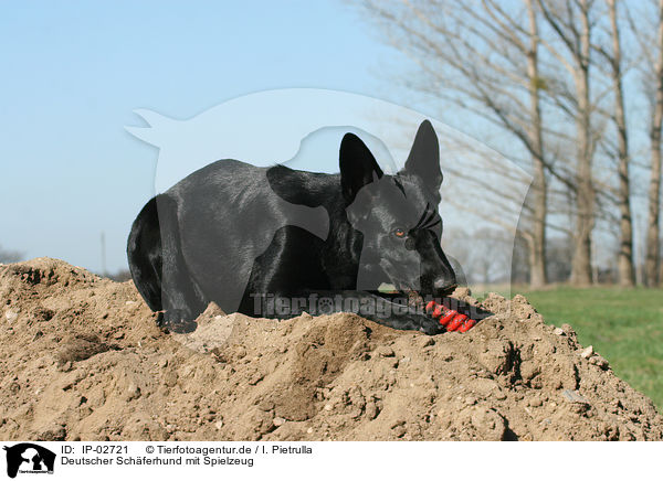 Deutscher Schferhund mit Spielzeug / German Shepherd with toy / IP-02721