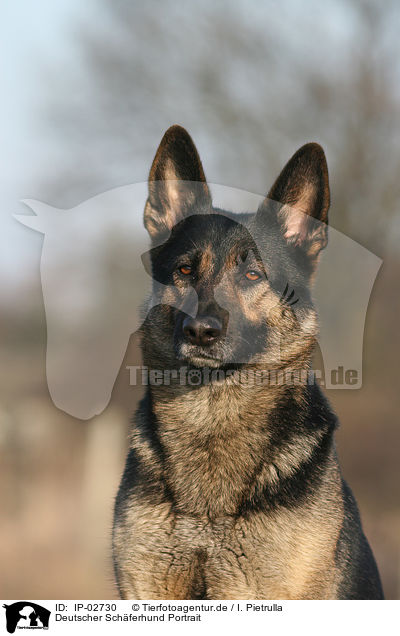 Deutscher Schferhund Portrait / IP-02730