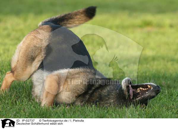 Deutscher Schferhund wlzt sich / rolling German Shepherd / IP-02737