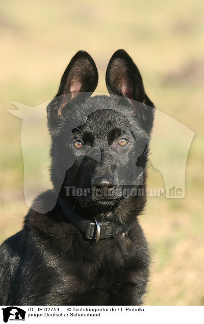 junger Deutscher Schferhund / young German Shepherd / IP-02754