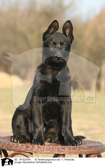 junger Deutscher Schferhund / young German Shepherd / IP-02764