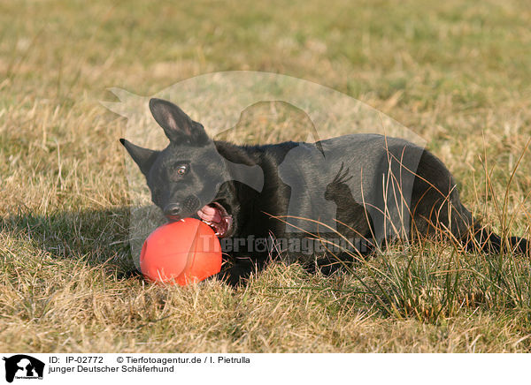 junger Deutscher Schferhund / young German Shepherd / IP-02772