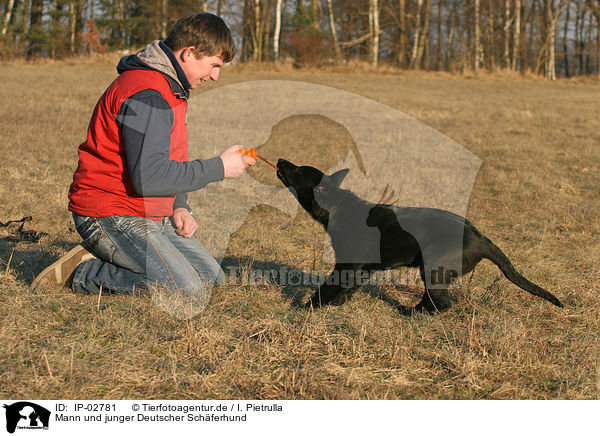 Mann und junger Deutscher Schferhund / man and young German Shepherd / IP-02781