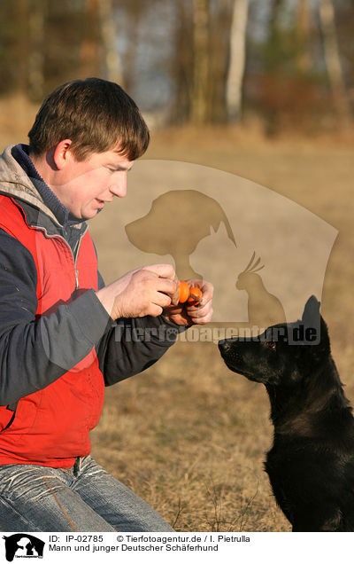 Mann und junger Deutscher Schferhund / man and young German Shepherd / IP-02785