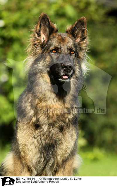 Deutscher Schferhund Portrait / KL-16849