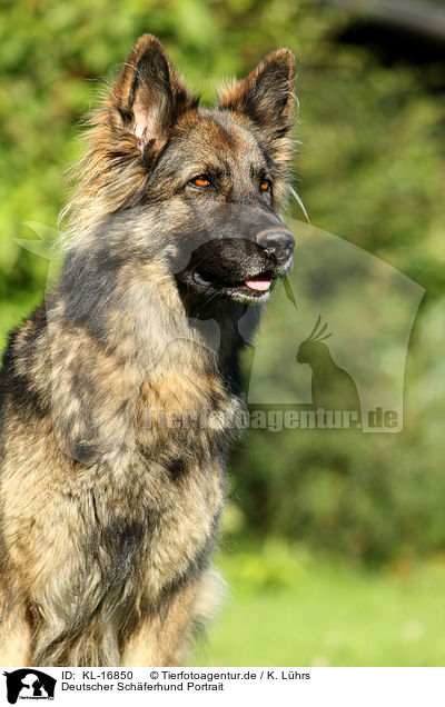 Deutscher Schferhund Portrait / KL-16850