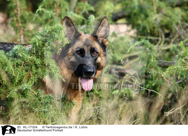 Deutscher Schferhund Portrait / German Shepherd Portrait / KL-17304