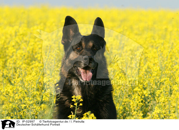 Deutscher Schferhund Portrait / German Shepherd Portrait / IP-02997