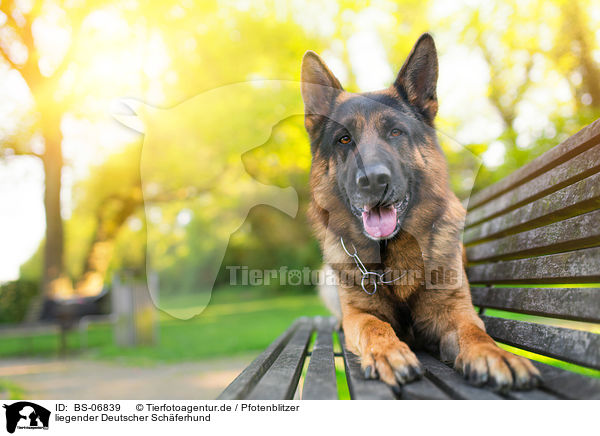 liegender Deutscher Schferhund / lying German Shepherd / BS-06839