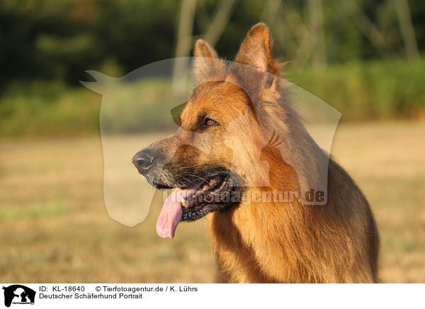 Deutscher Schferhund Portrait / KL-18640