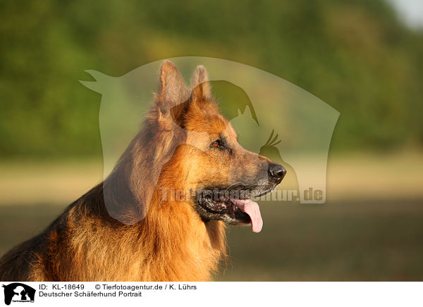 Deutscher Schferhund Portrait / KL-18649