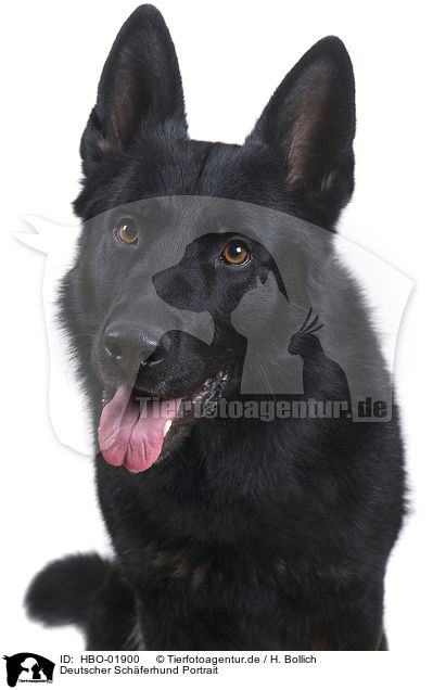 Deutscher Schferhund Portrait / German Shepherd Portrait / HBO-01900