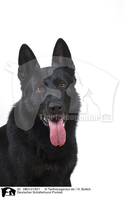 Deutscher Schferhund Portrait / German Shepherd Portrait / HBO-01901