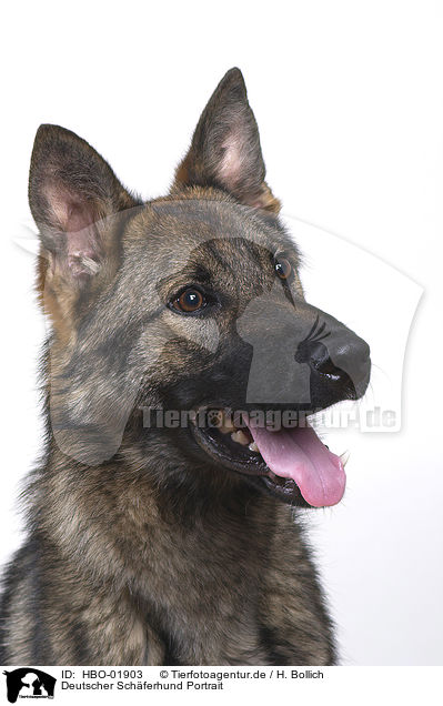 Deutscher Schferhund Portrait / German Shepherd Portrait / HBO-01903