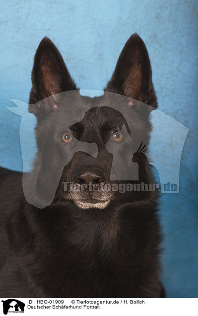 Deutscher Schferhund Portrait / German Shepherd Portrait / HBO-01909