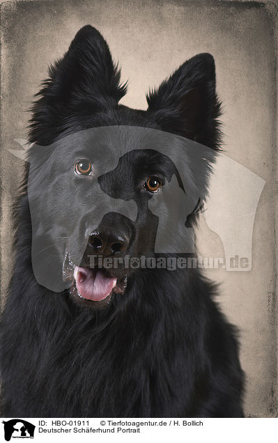 Deutscher Schferhund Portrait / HBO-01911