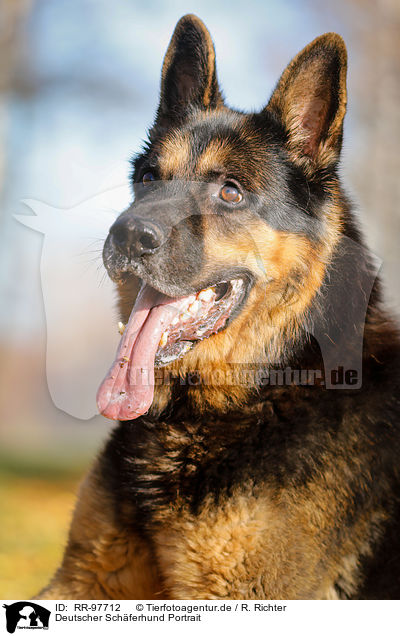 Deutscher Schferhund Portrait / German Shepherd Portrait / RR-97712