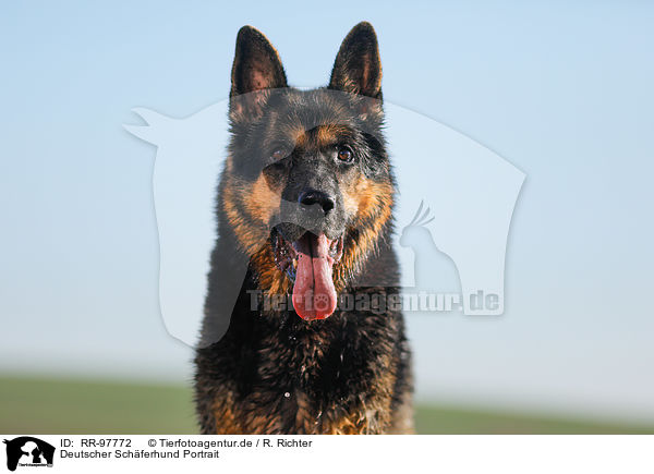 Deutscher Schferhund Portrait / German Shepherd Portrait / RR-97772