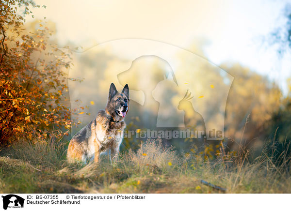Deutscher Schferhund / German Shepherd / BS-07355