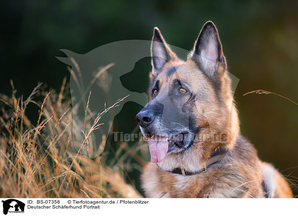 Deutscher Schferhund Portrait / German Shepherd Portrait / BS-07358