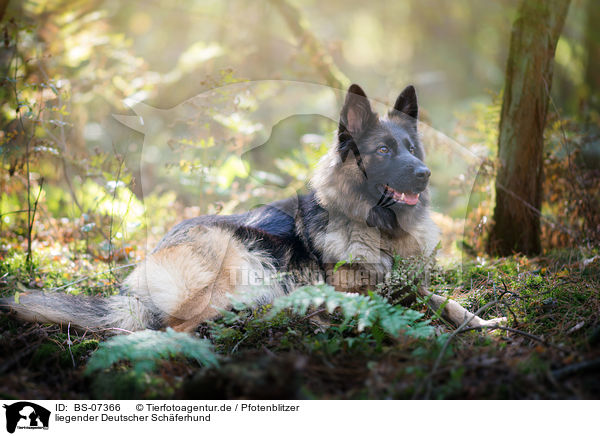 liegender Deutscher Schferhund / BS-07366