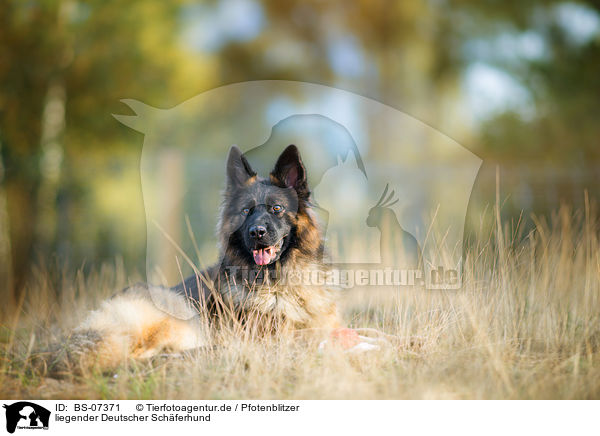 liegender Deutscher Schferhund / BS-07371