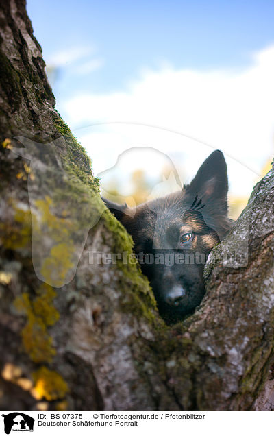 Deutscher Schferhund Portrait / German Shepherd Portrait / BS-07375