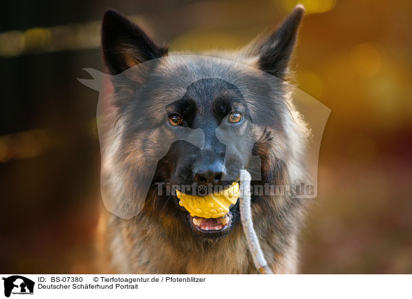 Deutscher Schferhund Portrait / BS-07380