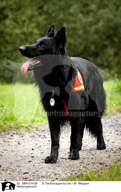 Rettungshund / MW-01436