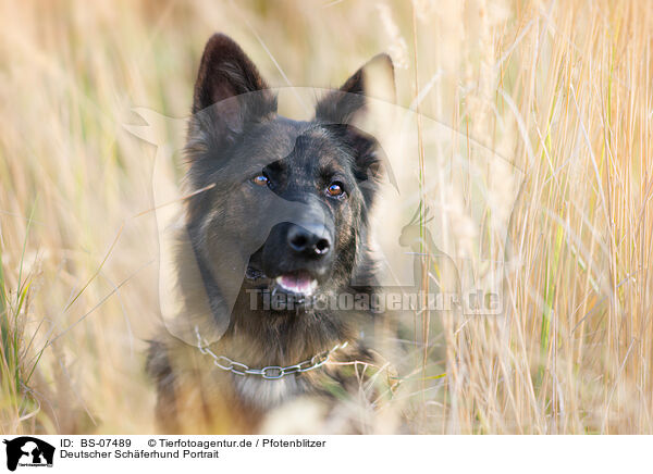 Deutscher Schferhund Portrait / German Shepherd Portrait / BS-07489