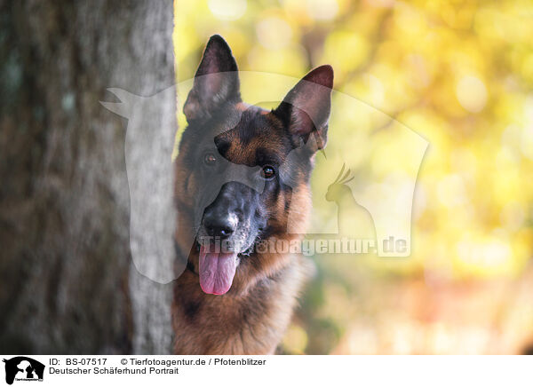 Deutscher Schferhund Portrait / German Shepherd Portrait / BS-07517