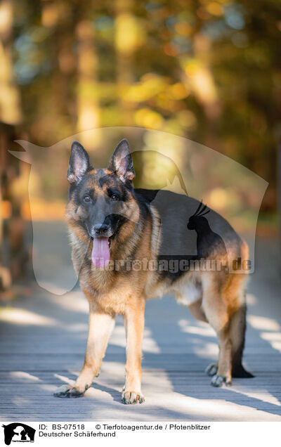 Deutscher Schferhund / German Shepherd / BS-07518