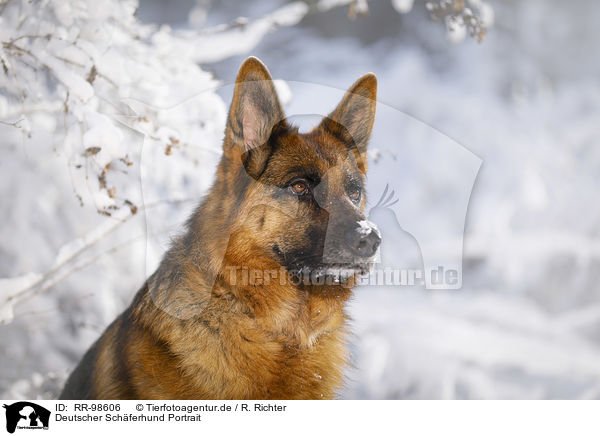 Deutscher Schferhund Portrait / German Shepherd Portrait / RR-98606