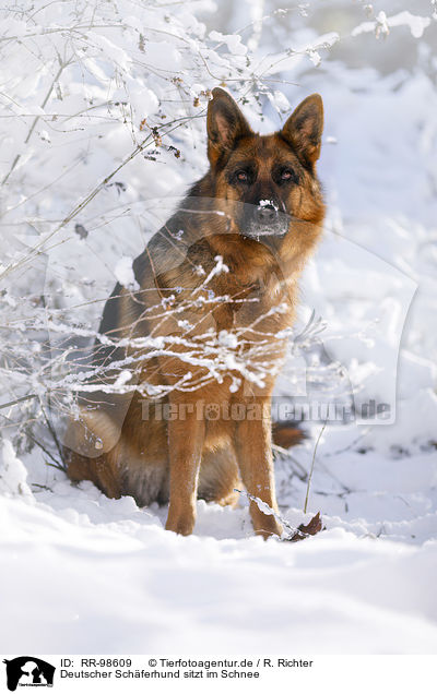 Deutscher Schferhund sitzt im Schnee / German Shepherd sits in the snow / RR-98609