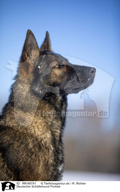 Deutscher Schferhund Portrait / German Shepherd Portrait / RR-98791