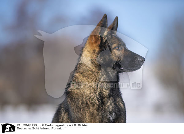 Deutscher Schferhund Portrait / German Shepherd Portrait / RR-98799