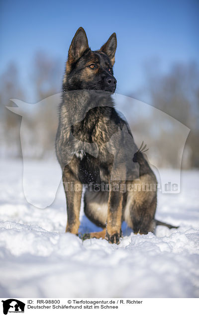 Deutscher Schferhund sitzt im Schnee / German Shepherd sits in the snow / RR-98800