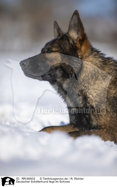 Deutscher Schferhund liegt im Schnee / German Shepherd lies in the snow / RR-98802