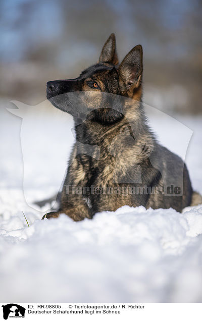 Deutscher Schferhund liegt im Schnee / German Shepherd lies in the snow / RR-98805