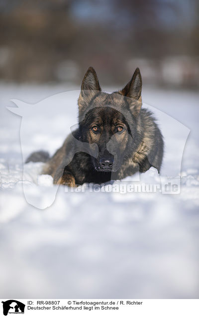 Deutscher Schferhund liegt im Schnee / German Shepherd lies in the snow / RR-98807