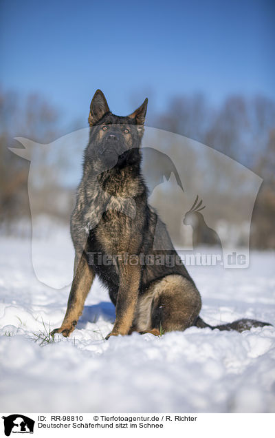 Deutscher Schferhund sitzt im Schnee / German Shepherd sits in the snow / RR-98810